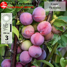 Основное изображение товара