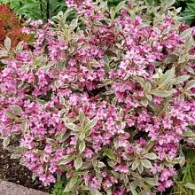 Основное изображение товара