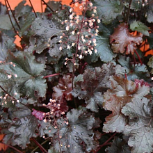 Основное изображение товара