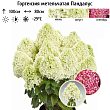Гортензия метельчатая 