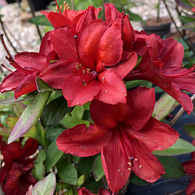 Основное изображение товара