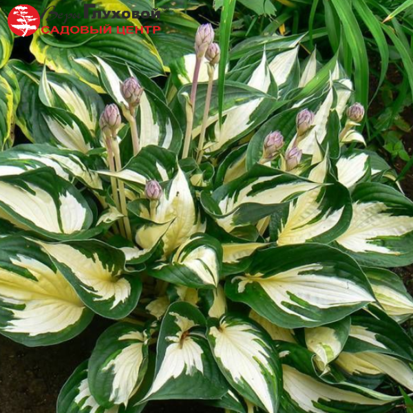 Основное изображение товара