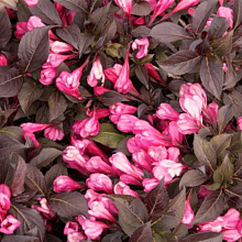 Основное изображение товара