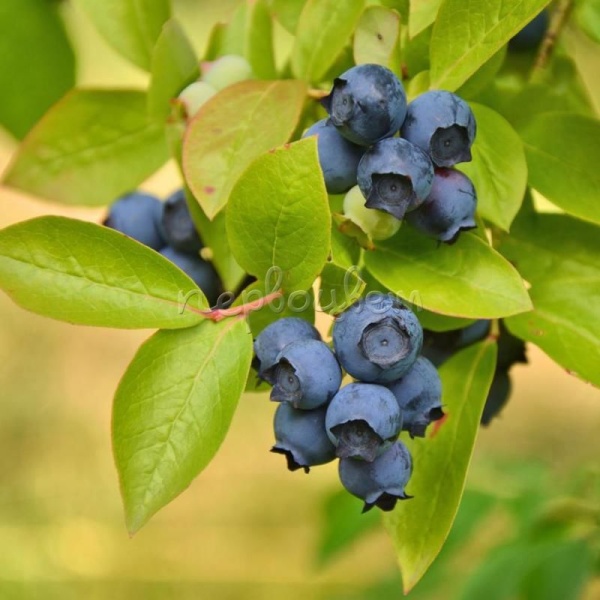 Основное изображение товара