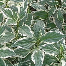 Основное изображение товара