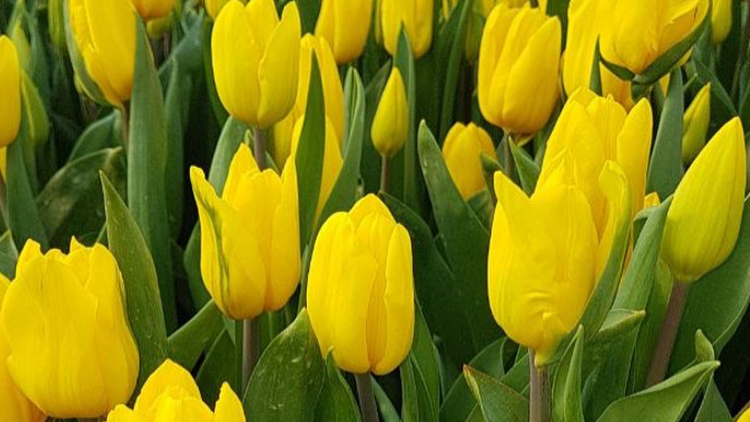 Пришла первая партия луковиц тюльпанов