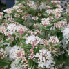 Спирея Вангутта (Spiraea vanhouttei) Пинк Айс С3 СП/25
