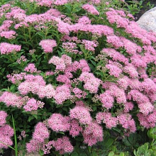 Основное изображение товара