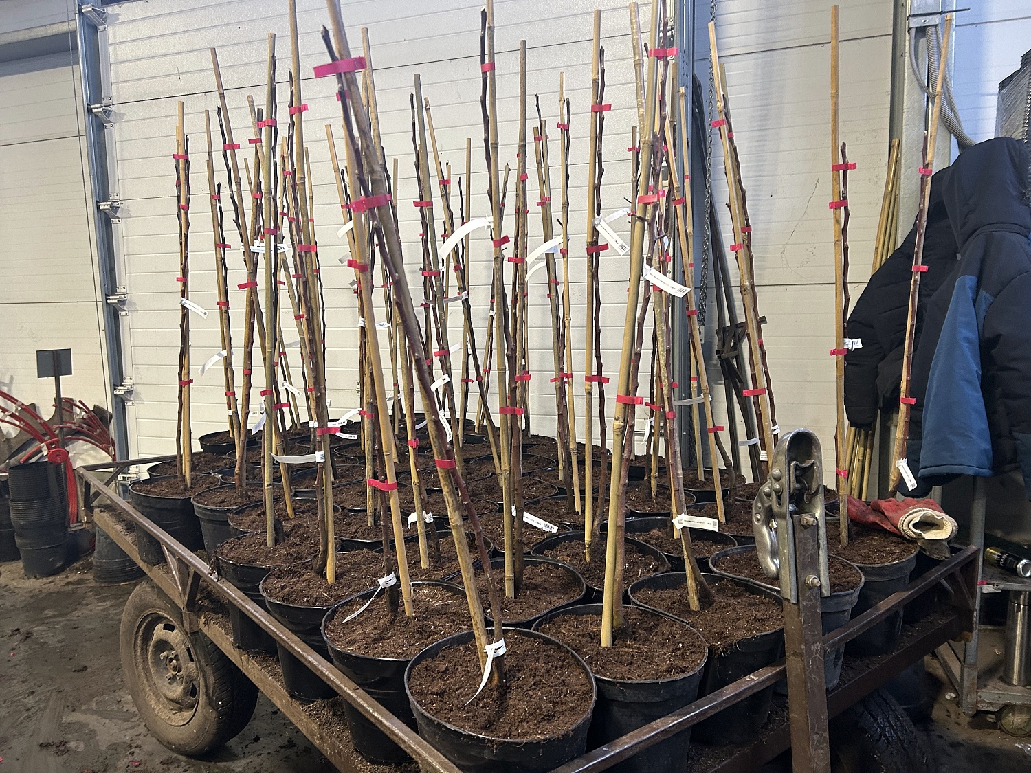 Посадка в контейнеры 