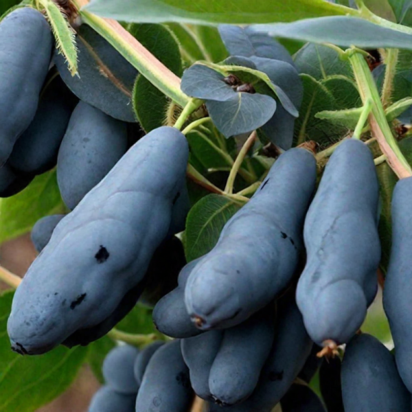 Основное изображение товара