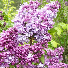 Основное изображение товара