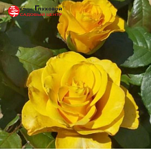 Основное изображение товара