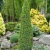 Можжевельник обыкновенный (Juniperus communis) Арнольд С3 СП/25