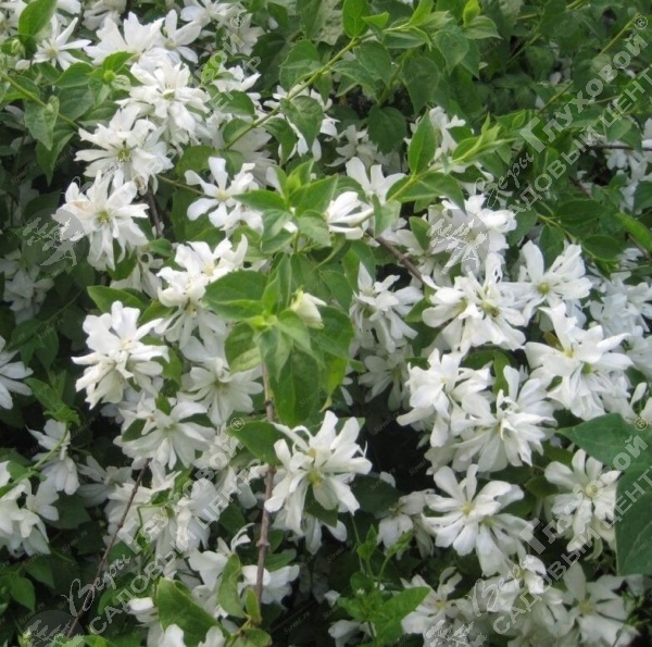 Чубушник венечный "Ромашка" на фото