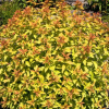Спирея японская (Spiraea japonica) Зен Спирит Голд С3 СП/25