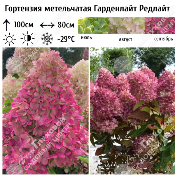 Гортензия метельчатая "Гарденлайт Редлайт" на фото