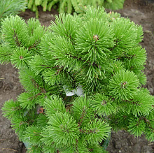 Основное изображение товара