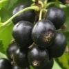 Смородина черная Зуша (средний сорт) С3