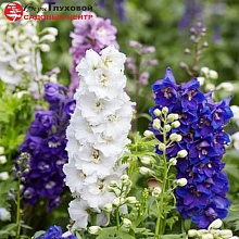 Основное изображение товара