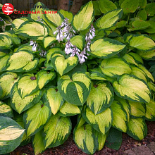 Основное изображение товара