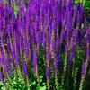Шалфей дубравный (Salvia nemerosa) Карадонна С2 НСп/26