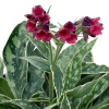 Медуница гибридная (Pulmonaria hybridum) Распберри Фрост С2 НСп/26