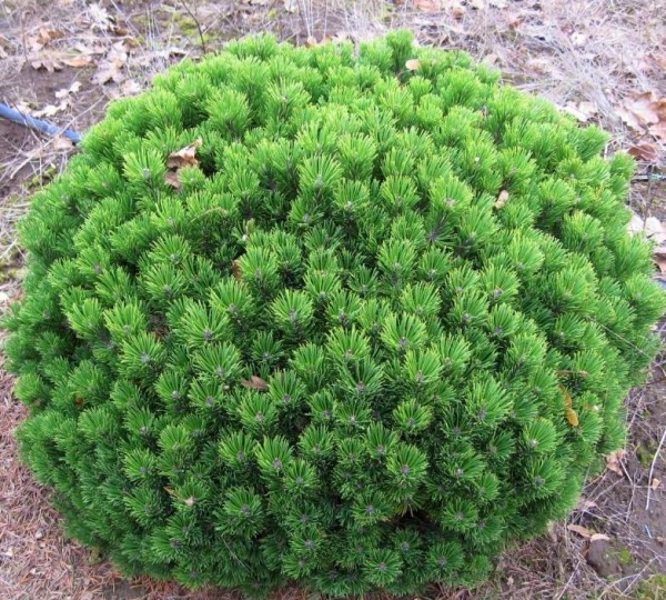 Основное изображение товара