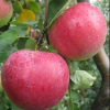 Яблоня Рождественское (зимний сорт) 