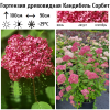 Гортензия древовидная (Hydrangea arborescens) Кандибель Сорбет С3 ГлХ/25