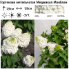 Гортензия метельчатая (Hydrangea paniculata) Меджикал Монблан С5 НАп/26