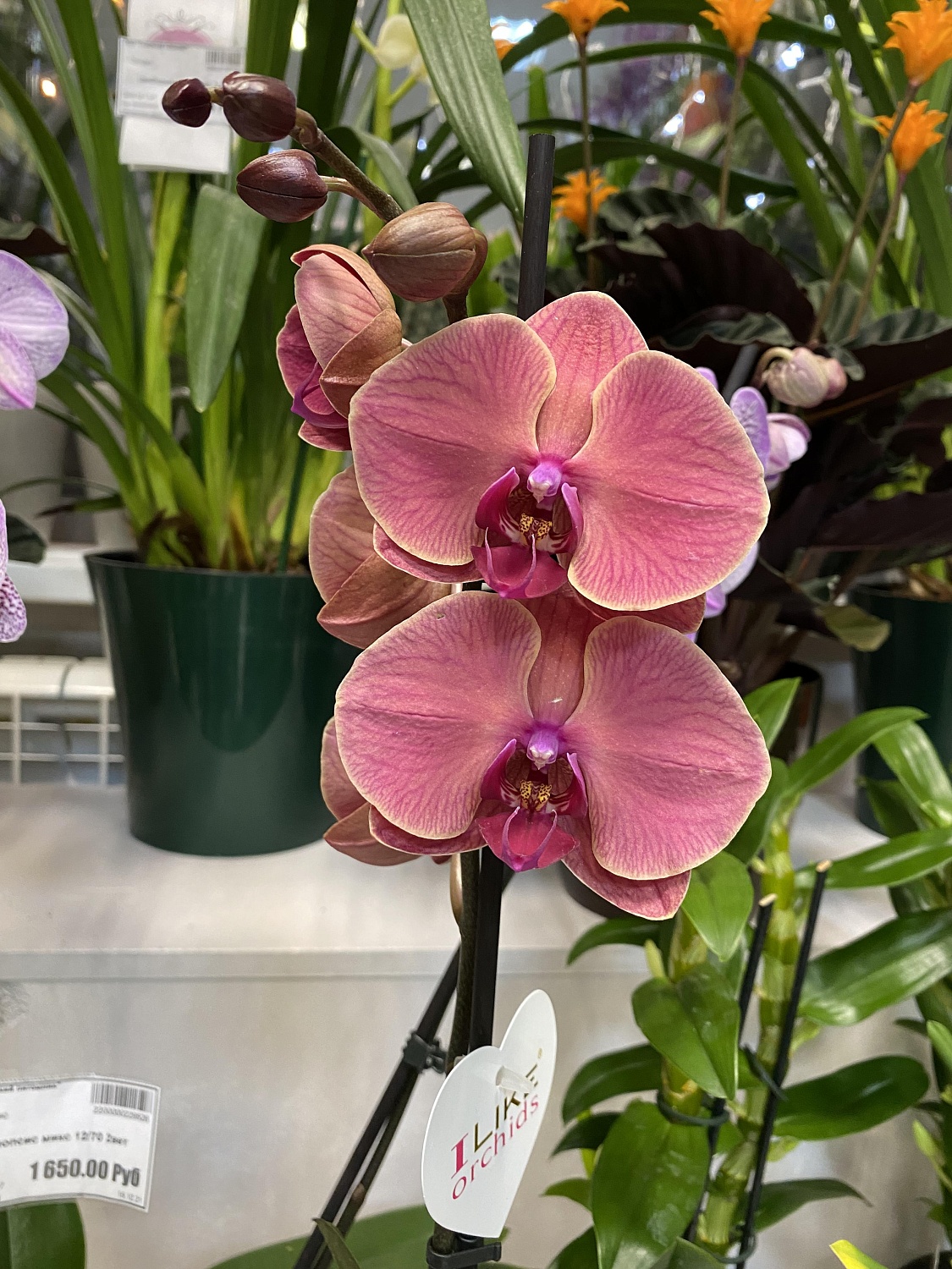 Новое поступление комнатных растений