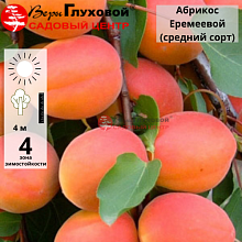 Абрикос Алеша (средний сорт)