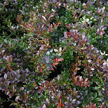 Основное изображение товара