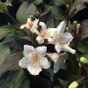 Вейгела цветущая (Weigela florida) Эбони энд Айвори С3 СП/25