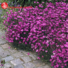 Основное изображение товара