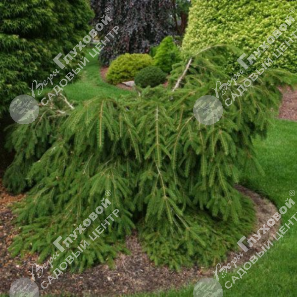 Ель обыкновенная "Форманек" на фото
