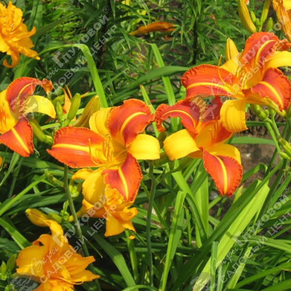 Лилейник "Франс Халс" на фото