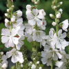 Сидальцея белоснежная (Sidalcea candida) С2 ГлХ/26
