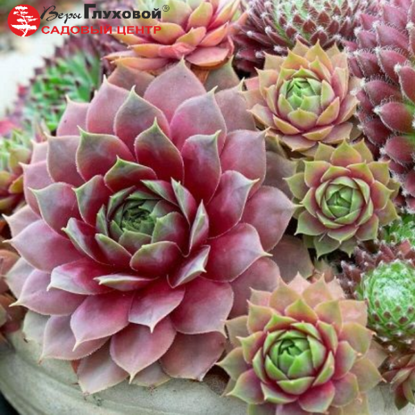 Основное изображение товара