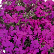 Флокс шиловидный 