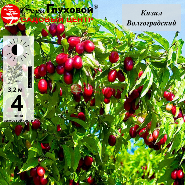 Кизил Волгоградский (ранний сорт)