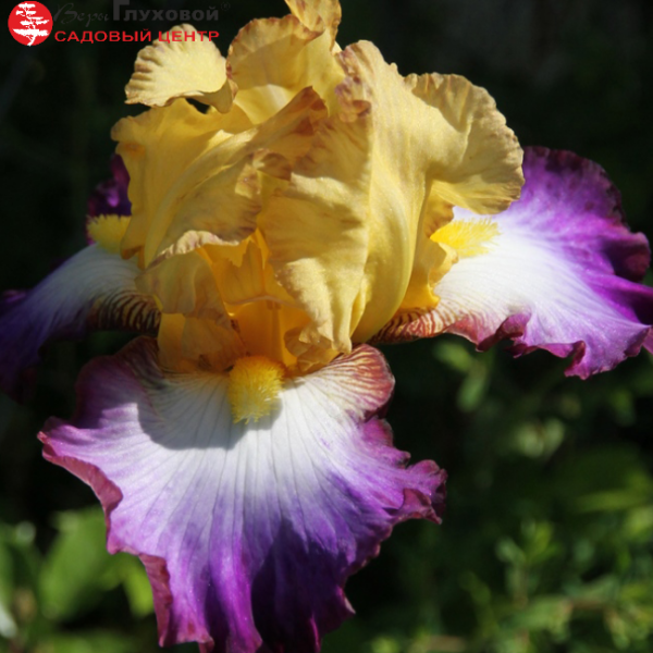 Основное изображение товара