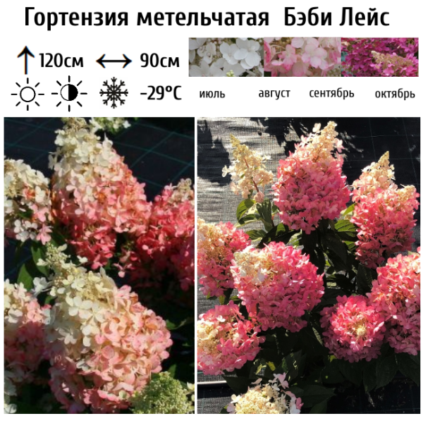 Основное изображение товара