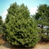 Сосна черная (Pinus nigra) 100-150 WRB40 ком/сетка СП/26