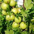 Крыжовник 