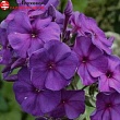 Флокс метельчатый 