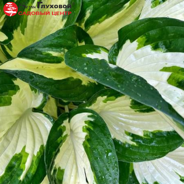 Основное изображение товара