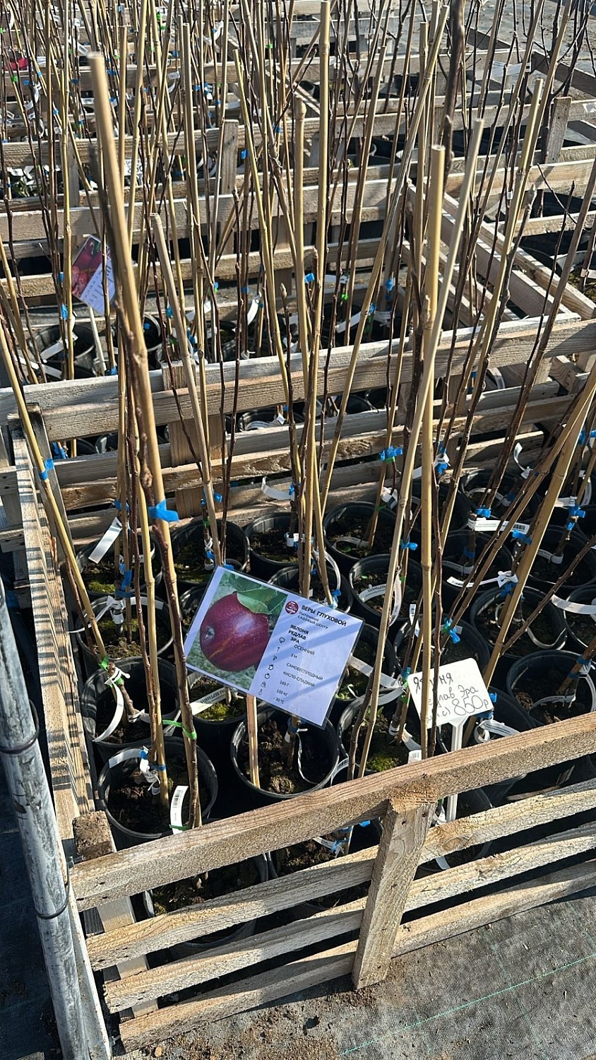 Розовая мякоть, восхитительный вкус – красномясые яблони в продаже!