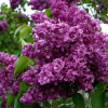 Сирень обыкновенная (Syringa vulgaris) Шарль Жоли   С3 СП/24