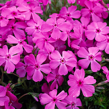 Основное изображение товара